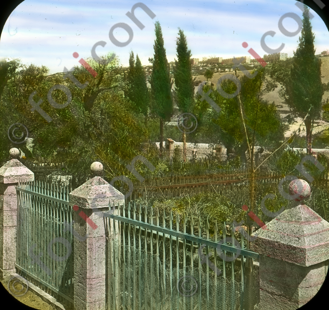 Garten Getsemani | Garden of Getsemani (foticon-simon-129-033.jpg)